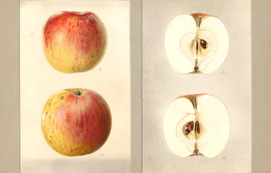 Wilson-Juni-Äpfel (Malus domestica)