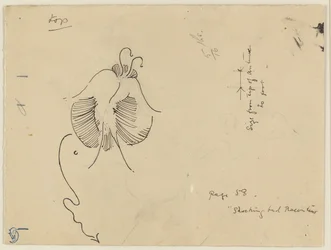 Schmetterling (recto); Fragment eines Schmetterlings (verso)