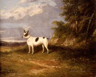 Ein Terrier in einer Landschaft
