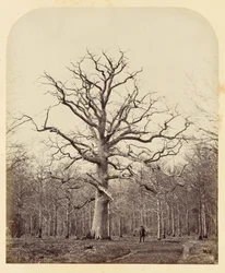 Eiche von Königin Anne