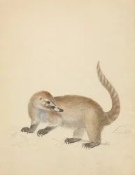 Ein Coatimundi