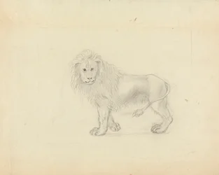 Ein Löwe