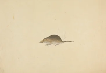 Eine Spitzmaus