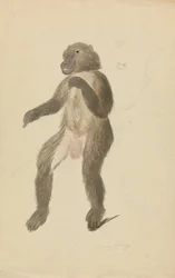 Ein Mandrill