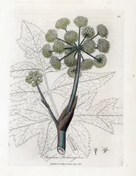 Angelique echt oder officinal oder archangelique - Gartenengelwurz, Angelica archangelica. Handkolorierte Kupferstichgravur von James Sowerby aus William Woodville und Sir William Jackson Hooker