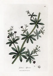 Kletten-Labkraut, Galium aparine