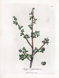 Balsam von Mekka oder Balsam von Galaad - Balsam von Mekka, Commiphora gileadensis. Handkolorierte Kupferstich-Illustration von James Sowerby aus William Woodville und Sir William Jackson Hookers „Medical Botany“, John Bohn, London