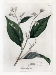 Benzoebaum, Styrax benzoin. Handkolorierter Kupferstich aus einer botanischen Illustration von James Sowerby aus William Woodville und Sir William Jackson Hooker