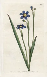 Bermuda mit schmalen Blättern - Lithographie von James Sowerby (1757-1822), aus dem Botanical Magazine von William Curtis (1746-1799)