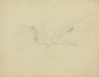 Paradiesvogel
