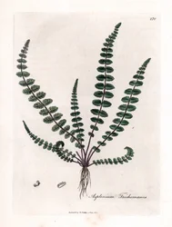 Brauner Streifenfarn, Asplenium trichomanes