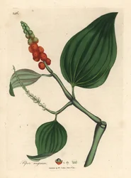 Schwarzer Pfeffer, Piper nigrum