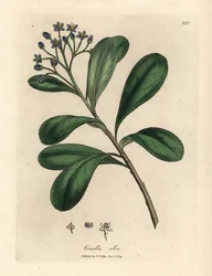Blau blühende, lorbeerblättrige Canella, Canella alba, Canella winterana