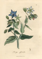 Blau blühende Borretsch, Borago officinalis