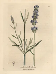 Blau blühender Lavendel, Lavandula spica