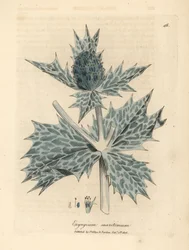 Blau blühender Meerkohl oder Eryngo, Eryngium maritinum