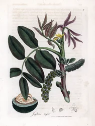 Botanische Tafel: Blätter, Pflanzen und Walnussfrucht Blätter, gelbe Blume und Nuss des Gemeinen Walnussbaums, Juglans regia. Handkolorierte Kupferstichgravur aus einer botanischen Illustration von James Sowerby aus William Woodville und Sir William Jackso