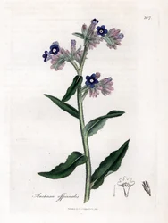 Echte Ochsenzunge - Ochsenzunge, Anchusa officinalis. Handkolorierte Kupferstichgravur aus einer botanischen Illustration von James Sowerby aus William Woodville und Sir William Jackson Hooker