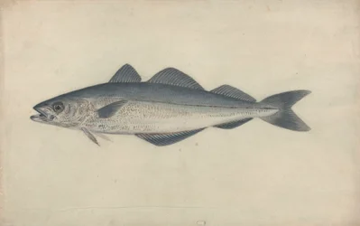 Kohlfisch