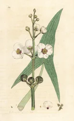 Gewöhnlicher Pfeilkraut, Sagittaria sagittifolia. Handkolorierter Kupferstich nach einer Illustration von James Sowerby aus James Smiths English Botany, London