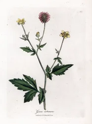 Gemeiner Benoit oder Gras von Saint Benoit - Nelkenwurz, Geum urbanum. Handkolorierte Kupferstich-Illustration von James Sowerby aus William Woodville und Sir William Jackson Hookers „Medical Botany“, John Bohn, London
