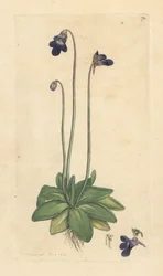 Gemeines Fettkraut, Pinguicula vulgaris. Handkolorierter Kupferstich nach einer Illustration von James Sowerby aus James Smith