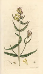 Wiesen-Wachtelweizen, Melampyrum pratense