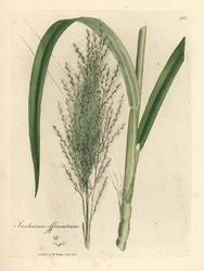 Gemeines Zuckerrohr, Saccharum officinarum