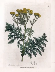 Gemeine Rainfarn oder Spritzwasser - Rainfarn, Tanacetum vulgare. Handkolorierte Kupferstichgravur von James Sowerby aus William Woodville und Sir William Jackson Hooker