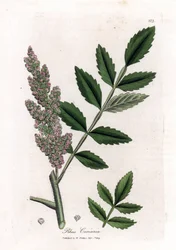 Corroyere oder Sumach der Gerber oder Reisende - Ulmenblättriger Sumach, Rhus coriaria. Handkolorierte Kupferstichgravur von James Sowerby aus William Woodville und Sir William Jackson Hooker
