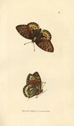 Dunkelgrüner Perlmuttfalter, Argynnis aglaia (Charlotte-Schmetterling, Papilio charlotta). Handkolorierter Kupferstich von James Sowerby aus The British Miscellany, oder Coloured figures of new, rare, or little known animal subjects.
