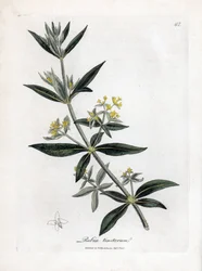 Färberkrapp, Rubia tinctorum