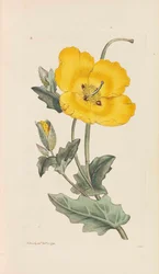 Englische Botanik, 1790-1800