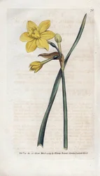 Duftende Narzisse - Lithographie von James Sowerby (1757-1822), aus dem Botanischen Magazin von William Curtis (1746-1799)