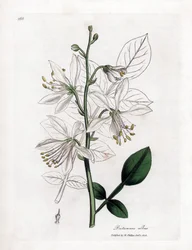Fraxinelle - Weiße Fraxinelle oder Bastard-Diptam, Dictamnus albus. Handkolorierte Kupferstichgravur aus einer botanischen Illustration von James Sowerby aus William Woodville und Sir William Jackson Hooker