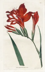 Glaieul-Kardinal - Lithographie von James Sowerby (1757-1822), aus dem Botanical Magazine von William Curtis (1746-1799)