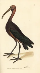 Glanzibis, Plegadis falcinellus