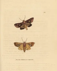 Goldglanz-Motte, Autographa bractea (Phalaena Noctua bractea). Handkolorierte Kupferstichgravur von James Sowerby aus The British Miscellany, oder Coloured figures of new, rare, or little known animal subjects.
