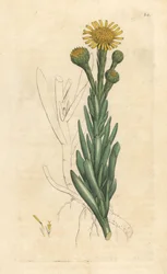 Goldene Queller, Limbarda crithmoides