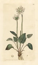 Herzblatt, Parnassia palustris
