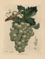 Grüne Trauben, Rebe und Blätter, Vitis vinifera