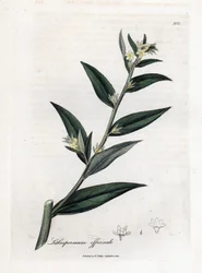 Steinsame, Lithospermum officinale. Handkolorierter Kupferstich aus einer botanischen Illustration von James Sowerby aus William Woodville und Sir William Jackson Hooker
