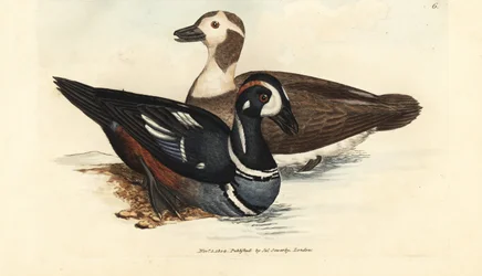 Krickente, Histrionicus histrionicus (Anas histrionica). Männchen und Weibchen. Handkolorierte Kupferstichgravur von James Sowerby aus The British Miscellany, oder Coloured figures of new, rare, or little known animal subjects.