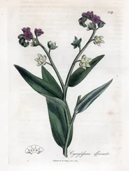 Hundszunge, Cynoglossum officinale. Handkolorierter Kupferstich aus einer botanischen Illustration von James Sowerby aus William Woodville und Sir William Jackson Hooker