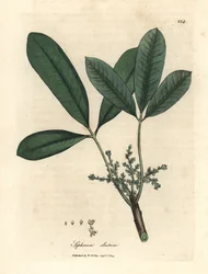 Kautschukbaum, elastischer Harzbaum, Siphonia elastica