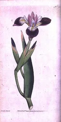 Iris vericolour, Tafel 21 aus William Curtis