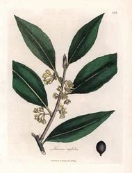 Lorbeer. Handkolorierte Kupferstichgravur nach einer Zeichnung von James Sowerby (1757-1822) in Botanique Medicinale