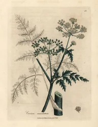 Blätter und Blüten des Schierlings, Conium maculatum
