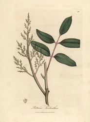 Blätter und Blüten des Chianbaums oder Zypressen-Terpentinbaums, Pistacia terebinthus