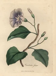 Fliederblühende Jalap-Winde, Colvolvulus jalapa